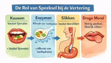 de rol van speeksel bij de spijsvertering